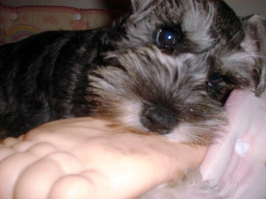Aqui tiene 2 meses pero actualmente tiene 3 años y es una hermana para mi ya q yo tengo edad mi mama la quiere como su bebe es nuestro bebe se llama Ambar y les recomiendo esta raza son perros geniales y mas para nosotros los chicos
Aqui tiene 2 meses pero actualmente tiene 3 años y es una hermana para mi ya q yo tengo edad mi mama la quiere como su bebe es nuestro bebe se llama Ambar y les recomiendo esta raza son perros geniales y mas para nosotros los chicos